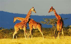 Vibrant Kenya Safari